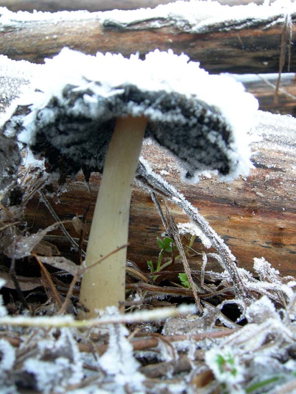 A caccia di Pleurotus.....parte2.